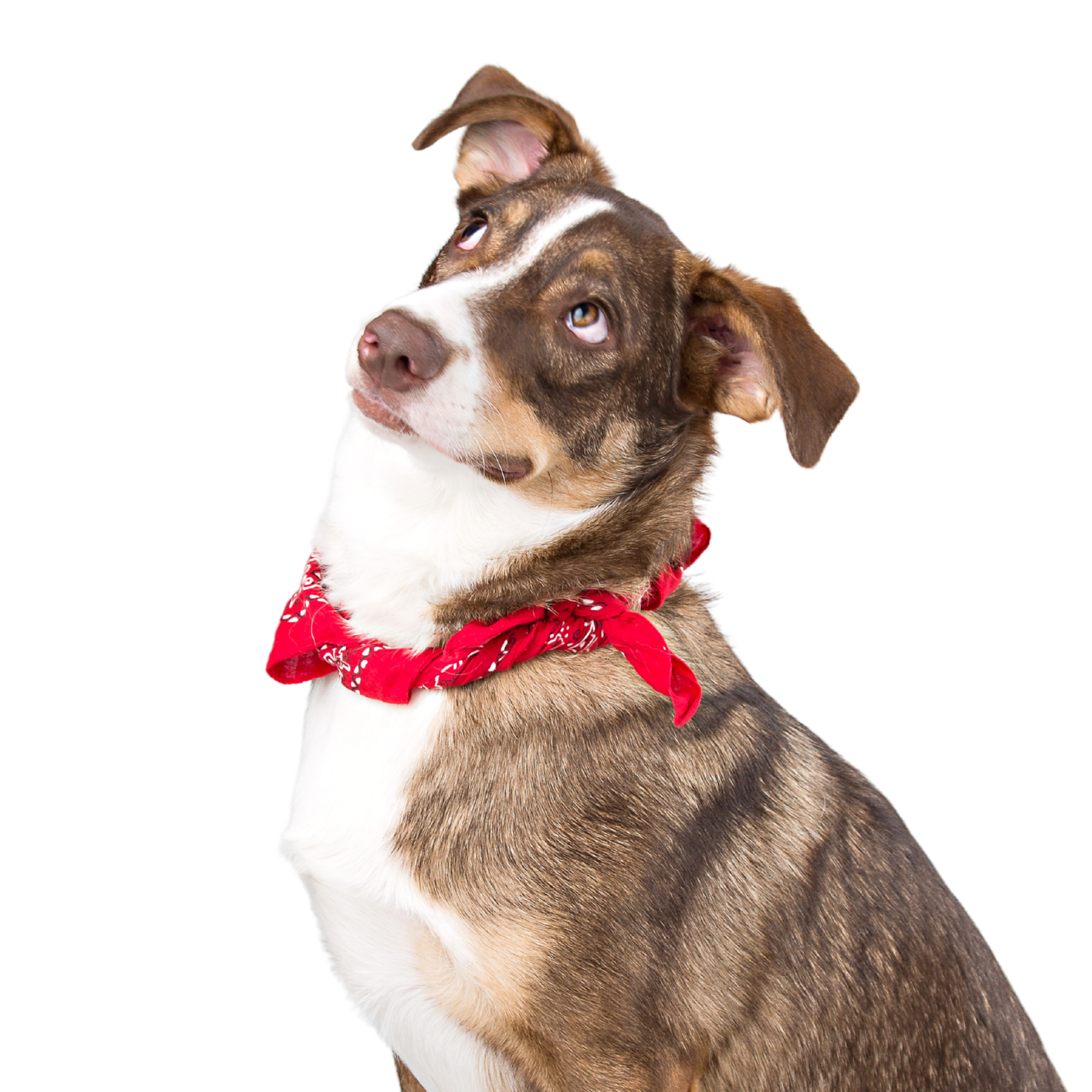 Produtos para pets